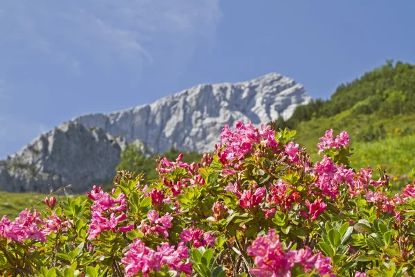 シャクナゲと Alpspitze — ストック写真