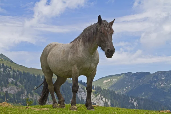 Konie lato w górach — Zdjęcie stockowe