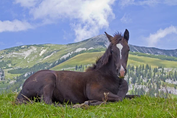 Pequeño potro de caballo marrón — Foto de Stock