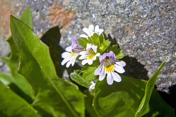 Euphrasia rostkoviana - planta em altas montanhas — Fotografia de Stock