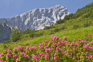 Alpspitze with rhododendrons clipart