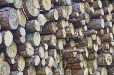 Tyrol'deki / daki woodpile