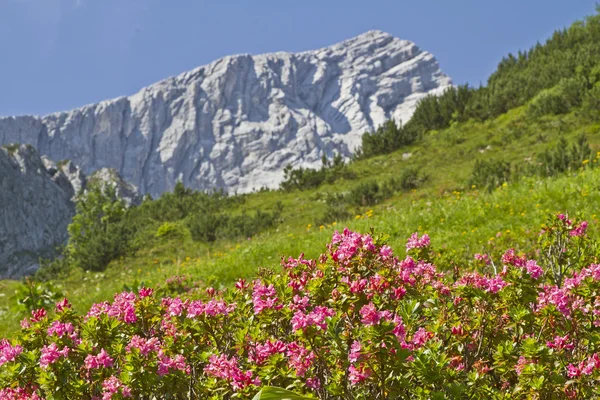 Alpspitze with rhododendrons — Stock Photo, Image