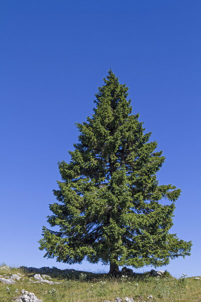 ели в горах
