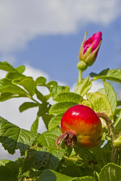 Shrub of a rose plant