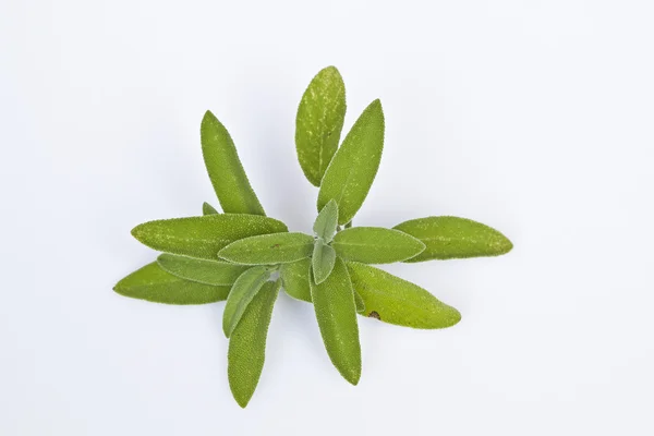 Salvie plante på hvid baggrund - Stock-foto