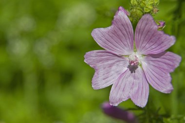 Malva sylvestris yaz aylarında