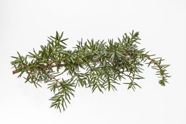 Beyaz arka plan ardıç dalına