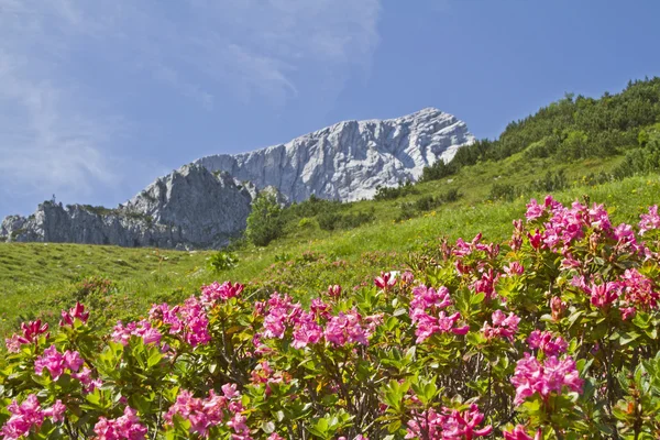 Alpspitze con rododendri — Foto Stock