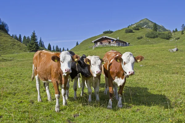 Été dans les montagnes — Photo