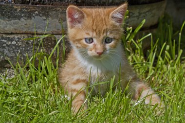 Çayır üzerinde küçük kedi