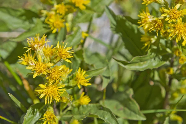 Senecio alpinus - planta en altas montañas —  Fotos de Stock