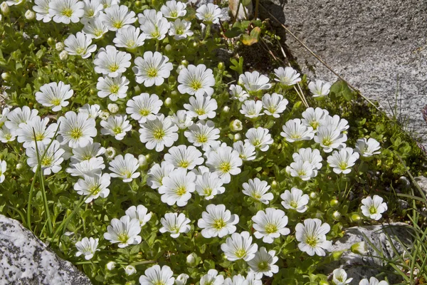 Cerastium latifolium - planta en altas montañas —  Fotos de Stock