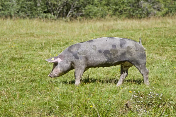 Such a pig luck — Stock Photo, Image