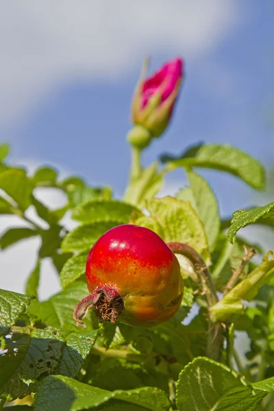 Arbusto de una planta de rosas — Foto de Stock