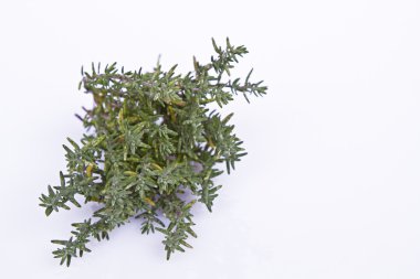 Beyaz arka plan bitki kekik