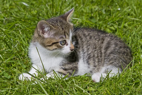 초원에 작은 고양이 — 스톡 사진