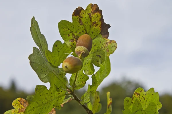 Acorns on tree — Stock Photo, Image