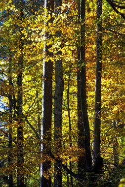 Sonbaharda kayın ormanı