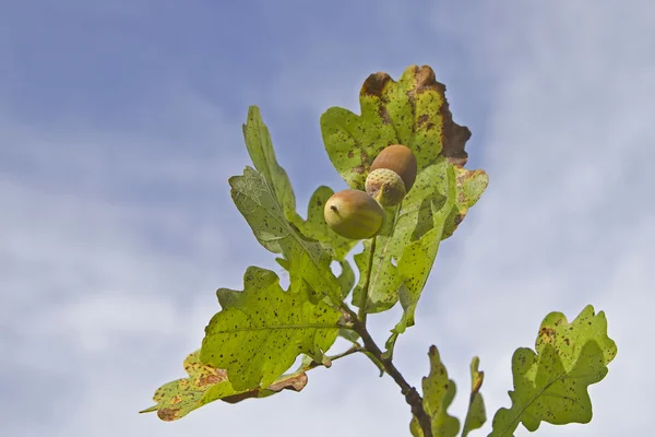 Maíz en el árbol — Foto de Stock