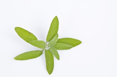 Beyaz arka plan karşı adaçayı bitki