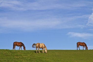 paarden op groene weide