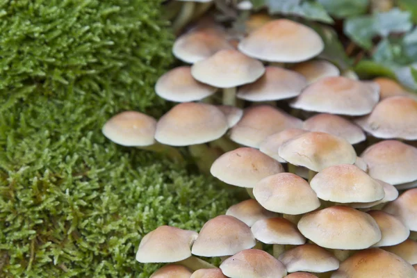 Zmienny kueneromyces jesienią — Zdjęcie stockowe