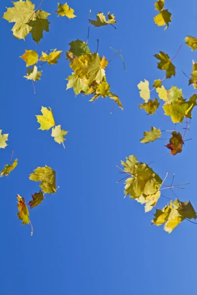 Hojas caídas en otoño — Foto de Stock