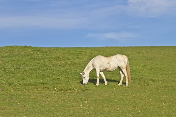 Koń na zielonej łące — Zdjęcie stockowe