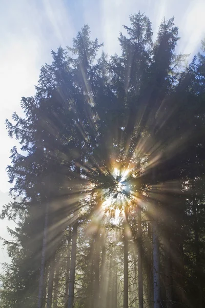 Retroilluminazione nella foresta di montagna — Foto Stock