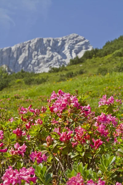 Alpspitze com rododendros — Fotografia de Stock