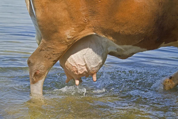 Nieuwsgierig melkkoeling — Stockfoto