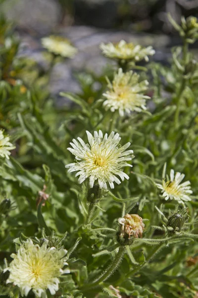 Hieracium intybaceum en el Tirol — Foto de Stock