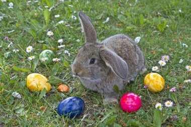 Paskalya tavşanı iş başında
