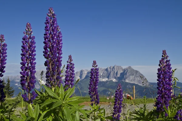 Esplendor de flores en las montañas —  Fotos de Stock
