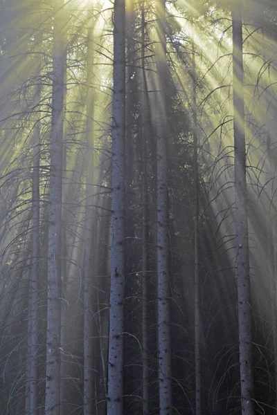 Sun rays in forest — Stock Photo, Image