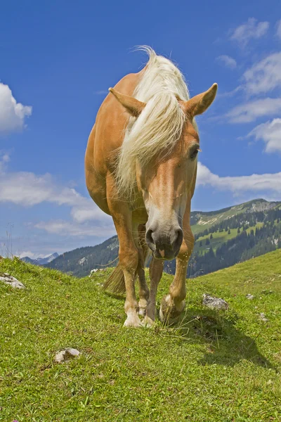 Haflinger horse on green meadow — Stock Photo, Image