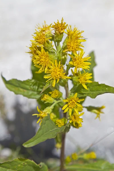 Senecio alpinus - planta en altas montañas —  Fotos de Stock