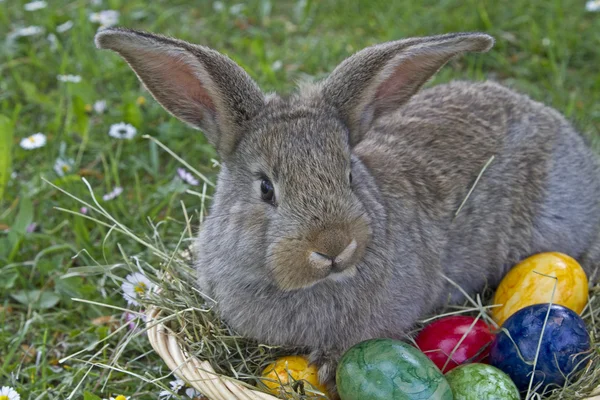 Conejo de Pascua en el trabajo —  Fotos de Stock
