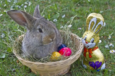 Paskalya tavşanı iş başında