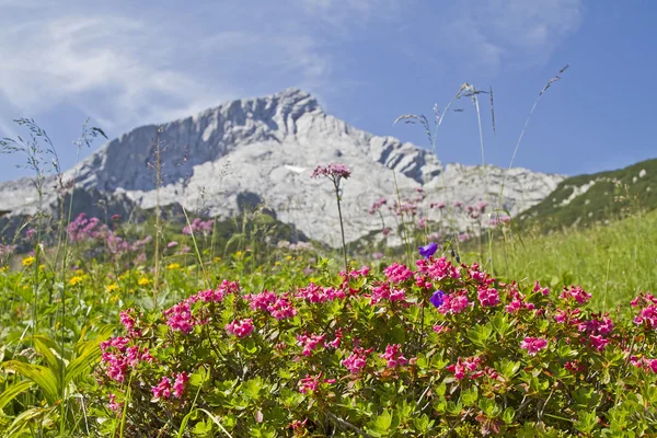 Alpspitze-a rododendronok — Stock Fotó