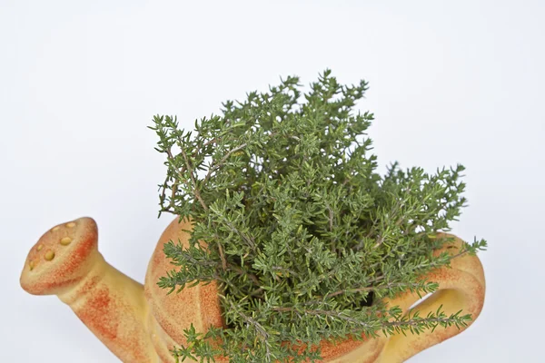 Tijm plant tegen witte achtergrond — Stockfoto