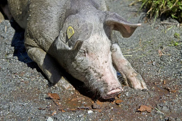 So ein Schweineglück — Stockfoto