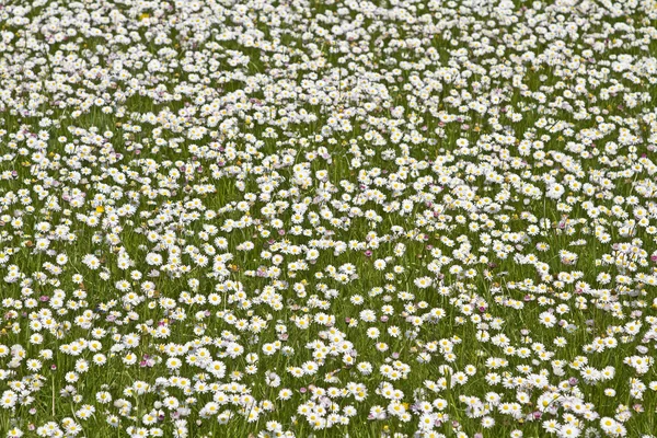 Gänseblümchenwiese im Frühling — Stockfoto