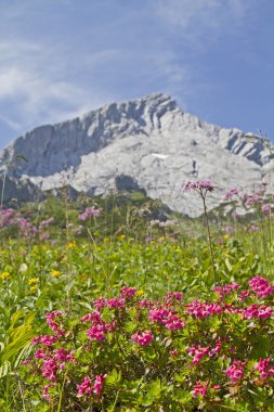 Orman gülleri ile Alpspitze