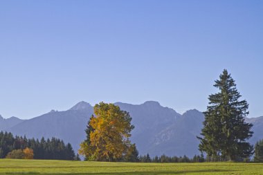 Allgaeu - Güney Almanya pastoral manzara