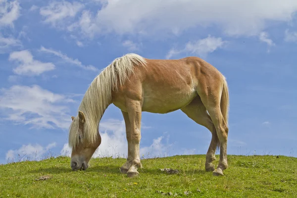 Haflinger horse on green meadow — Stock Photo, Image