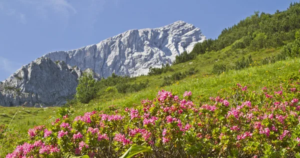 Alpspitze s rododendrony — Stock fotografie