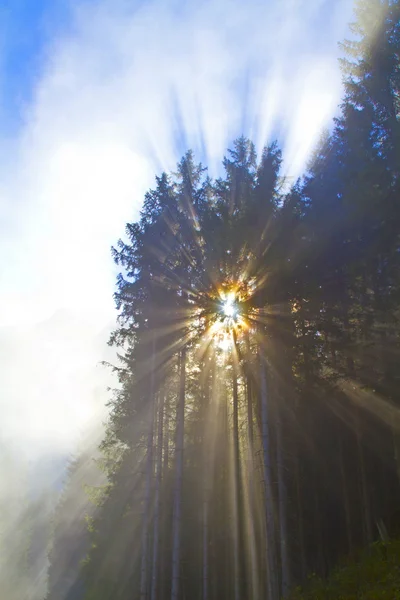 Retroilluminazione nella foresta di montagna — Foto Stock