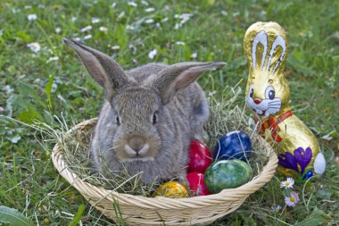 Paskalya tavşanı iş başında
